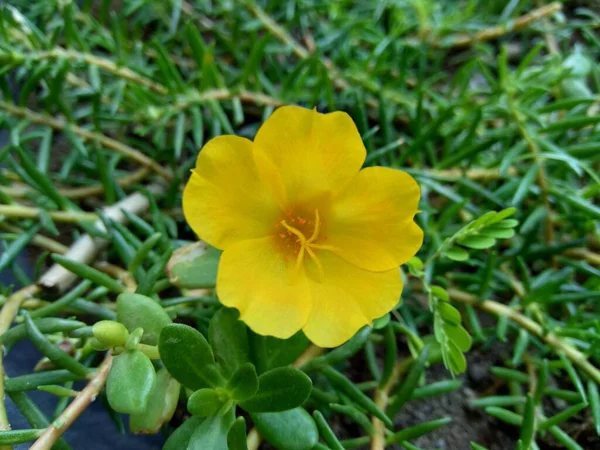 Portulaca Fleur Avec Fond Naturel Indonésien Appellent Krokot — Photo