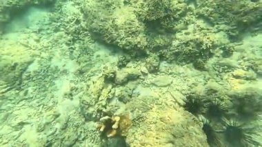 Deniz tabanındaki mercan kayalıkları. Kirli, sarımsı kahverengi ve solgun görünüyorlar..