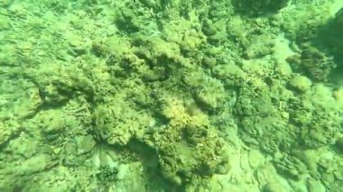 Deniz tabanındaki mercan kayalıkları. Kirli, sarımsı kahverengi ve solgun görünüyorlar..