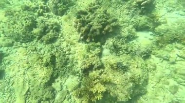 Deniz tabanındaki mercan kayalıkları. Kirli, sarımsı kahverengi ve solgun görünüyorlar..