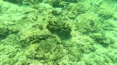 Deniz tabanındaki mercan kayalıkları. Kirli, sarımsı kahverengi ve solgun görünüyorlar..