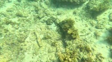 Deniz tabanındaki mercan kayalıkları. Kirli, sarımsı kahverengi ve solgun görünüyorlar..