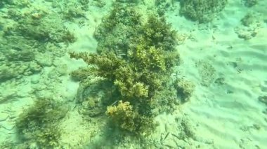 Deniz tabanındaki mercan kayalıkları. Kirli, sarımsı kahverengi ve solgun görünüyorlar..