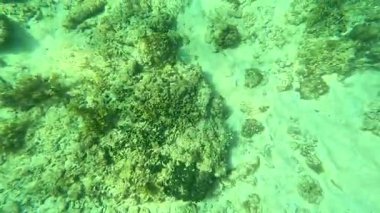 Deniz tabanındaki mercan kayalıkları. Kirli, sarımsı kahverengi ve solgun görünüyorlar..