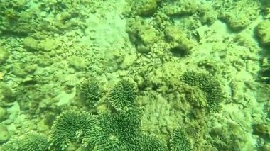 Deniz tabanındaki mercan kayalıkları. Kirli, sarımsı kahverengi ve solgun görünüyorlar..