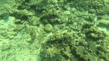 Deniz tabanındaki mercan kayalıkları. Kirli, sarımsı kahverengi ve solgun görünüyorlar..