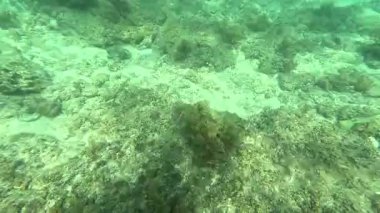 Deniz tabanındaki mercan kayalıkları. Kirli, sarımsı kahverengi ve solgun görünüyorlar..