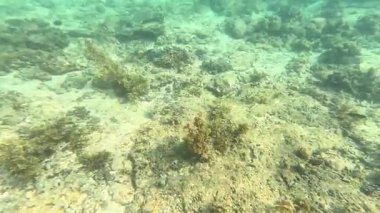 Deniz tabanındaki mercan kayalıkları. Kirli, sarımsı kahverengi ve solgun görünüyorlar..