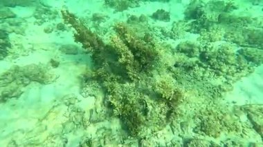 Deniz tabanındaki mercan kayalıkları. Kirli, sarımsı kahverengi ve solgun görünüyorlar..