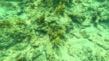 Deniz tabanındaki mercan kayalıkları. Kirli, sarımsı kahverengi ve solgun görünüyorlar..