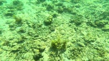 Deniz tabanındaki mercan kayalıkları. Kirli, sarımsı kahverengi ve solgun görünüyorlar..