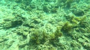 Deniz tabanındaki mercan kayalıkları. Kirli, sarımsı kahverengi ve solgun görünüyorlar..
