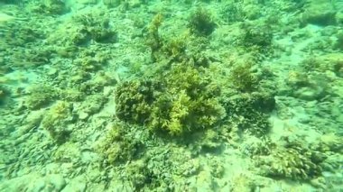 Deniz tabanındaki mercan kayalıkları. Kirli, sarımsı kahverengi ve solgun görünüyorlar..