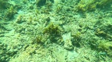 Deniz tabanındaki mercan kayalıkları. Kirli, sarımsı kahverengi ve solgun görünüyorlar..