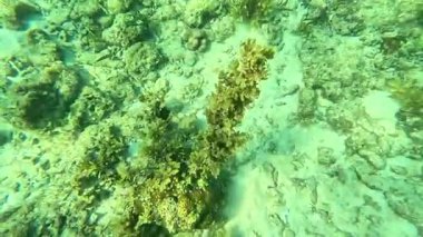 Deniz tabanındaki mercan kayalıkları. Kirli, sarımsı kahverengi ve solgun görünüyorlar..