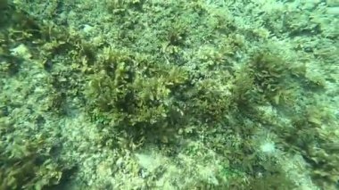 Deniz tabanındaki mercan kayalıkları. Kirli, sarımsı kahverengi ve solgun görünüyorlar..