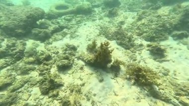 Deniz tabanındaki mercan kayalıkları. Kirli, sarımsı kahverengi ve solgun görünüyorlar..
