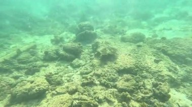 Deniz tabanındaki mercan kayalıkları. Kirli, sarımsı kahverengi ve solgun görünüyorlar..