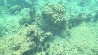 Deniz tabanındaki mercan kayalıkları. Kirli, sarımsı kahverengi ve solgun görünüyorlar..