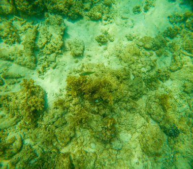 Deniz tabanındaki mercan kayalıkları. Kirli, sarımsı kahverengi ve solgun görünüyorlar..
