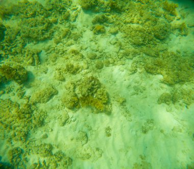 Deniz tabanındaki mercan kayalıkları. Kirli, sarımsı kahverengi ve solgun görünüyorlar..