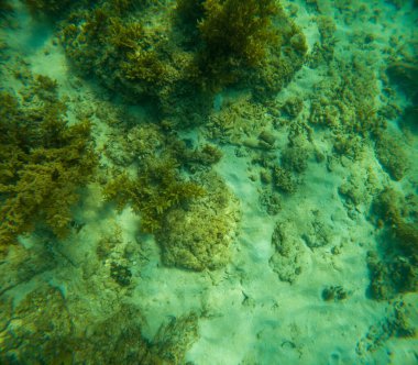 Deniz tabanındaki mercan kayalıkları. Kirli, sarımsı kahverengi ve solgun görünüyorlar..