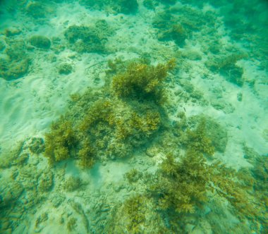Deniz tabanındaki mercan kayalıkları. Kirli, sarımsı kahverengi ve solgun görünüyorlar..