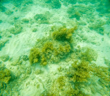 Deniz tabanındaki mercan kayalıkları. Kirli, sarımsı kahverengi ve solgun görünüyorlar..