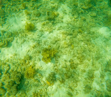 Deniz tabanındaki mercan kayalıkları. Kirli, sarımsı kahverengi ve solgun görünüyorlar..