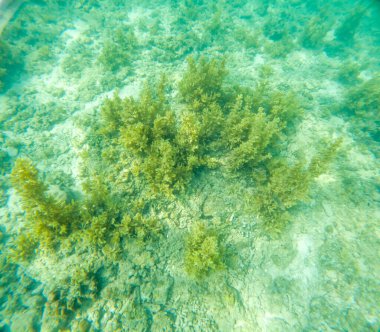 Deniz tabanındaki mercan kayalıkları. Kirli, sarımsı kahverengi ve solgun görünüyorlar..