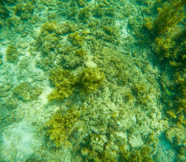 Deniz tabanındaki mercan kayalıkları. Kirli, sarımsı kahverengi ve solgun görünüyorlar..