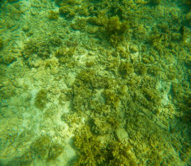 Deniz tabanındaki mercan kayalıkları. Kirli, sarımsı kahverengi ve solgun görünüyorlar..
