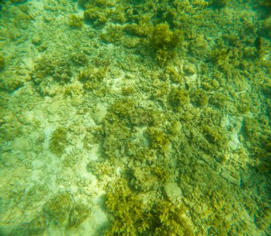 Deniz tabanındaki mercan kayalıkları. Kirli, sarımsı kahverengi ve solgun görünüyorlar..