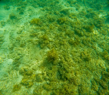 Deniz tabanındaki mercan kayalıkları. Kirli, sarımsı kahverengi ve solgun görünüyorlar..