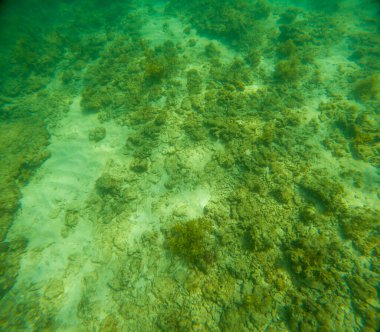 Deniz tabanındaki mercan kayalıkları. Kirli, sarımsı kahverengi ve solgun görünüyorlar..