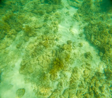 Deniz tabanındaki mercan kayalıkları. Kirli, sarımsı kahverengi ve solgun görünüyorlar..