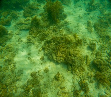 Deniz tabanındaki mercan kayalıkları. Kirli, sarımsı kahverengi ve solgun görünüyorlar..