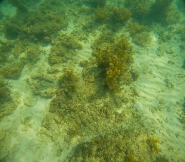 Deniz tabanındaki mercan kayalıkları. Kirli, sarımsı kahverengi ve solgun görünüyorlar..
