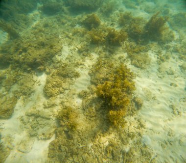 Deniz tabanındaki mercan kayalıkları. Kirli, sarımsı kahverengi ve solgun görünüyorlar..