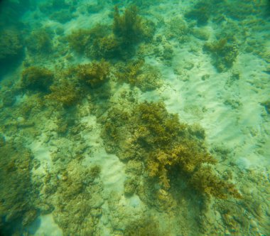 Deniz tabanındaki mercan kayalıkları. Kirli, sarımsı kahverengi ve solgun görünüyorlar..