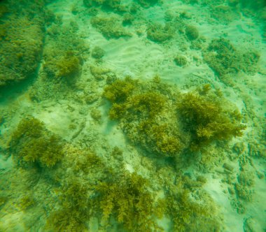 Deniz tabanındaki mercan kayalıkları. Kirli, sarımsı kahverengi ve solgun görünüyorlar..