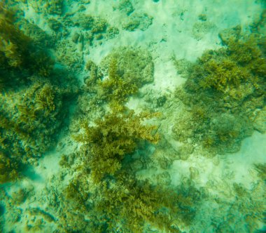 Deniz tabanındaki mercan kayalıkları. Kirli, sarımsı kahverengi ve solgun görünüyorlar..