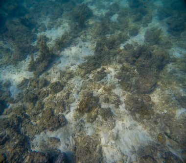Deniz tabanındaki mercan kayalıkları. Kirli, sarımsı kahverengi ve solgun görünüyorlar..