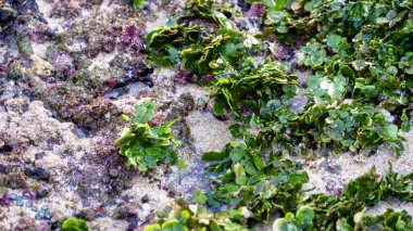 Suda Halimeda Discoidea (Para Fabrikası). Halimeda discoidea, Bryopsidales familyasından bir alg türüdür..