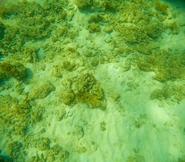 Deniz tabanındaki mercan kayalıkları. Kirli, sarımsı kahverengi ve solgun görünüyorlar..