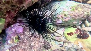 Diadema setosum (Centrechinus setosus, Diadema savignyi, uzun omurgalı deniz kestanesi, siyah omurga kestanesi, bant diyademi).