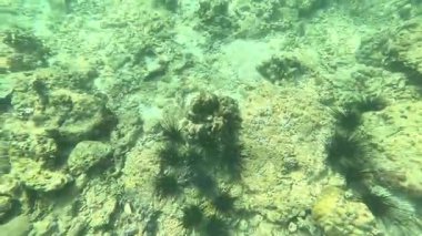 Diadema setosum (Centrechinus setosus, Diadema savignyi, uzun omurgalı deniz kestanesi, siyah omurga kestanesi, bant diyademi).