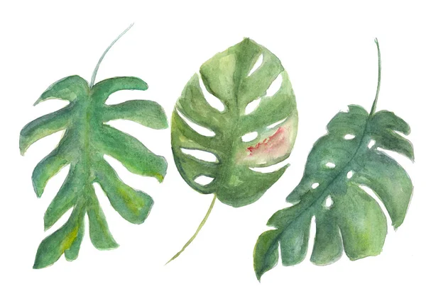 熱帯植物のセット 隔離された白い背景のモンステラの葉 水彩画のイラスト 手描き 植物画 — ストック写真