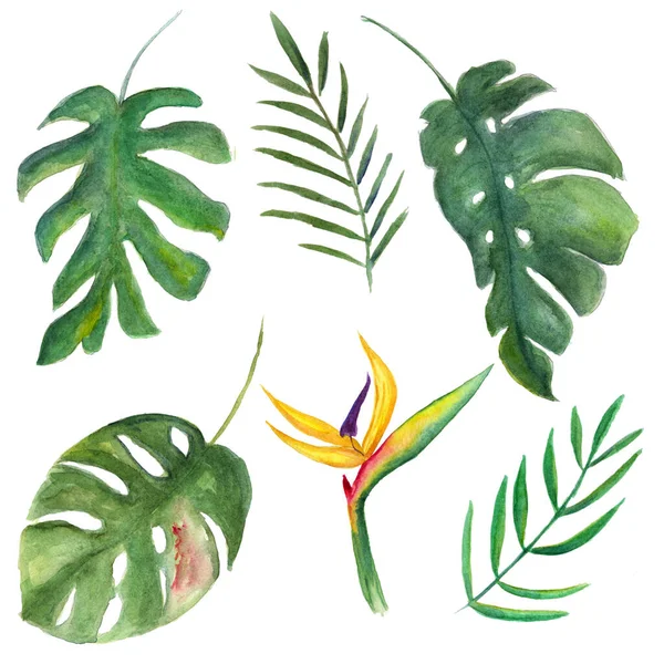 熱帯植物のセット ストレリッツィア 孤立した白い背景にモンスターの葉 水彩画イラスト 手描き 植物画 — ストック写真