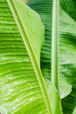 Muz arka planda kalır. Yeşil muz yaprağının üzerine bir damla yağmur. Yeşil ağaçlar doğaldır. Duvar kağıdı düzeni.